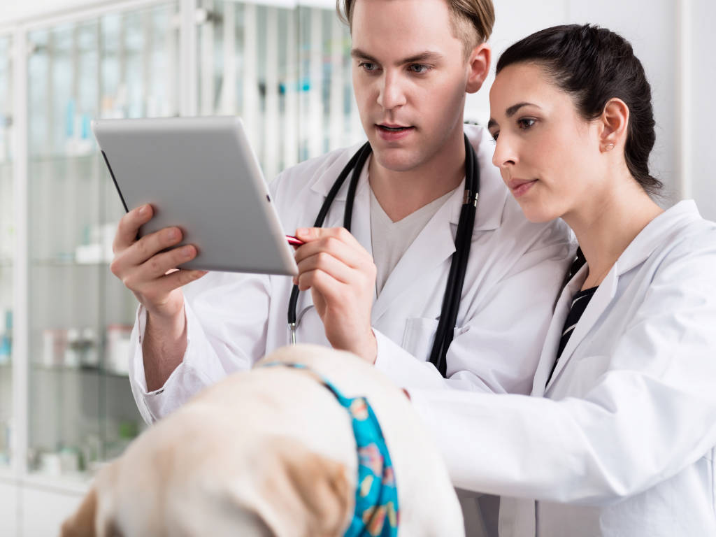 Com a expansão da demanda por atendimento nas clínicas e hospitais veterinários, é fundamental contar com facilitadores para garantir excelência no relacionamento com os clientes e na sua gestão, não…